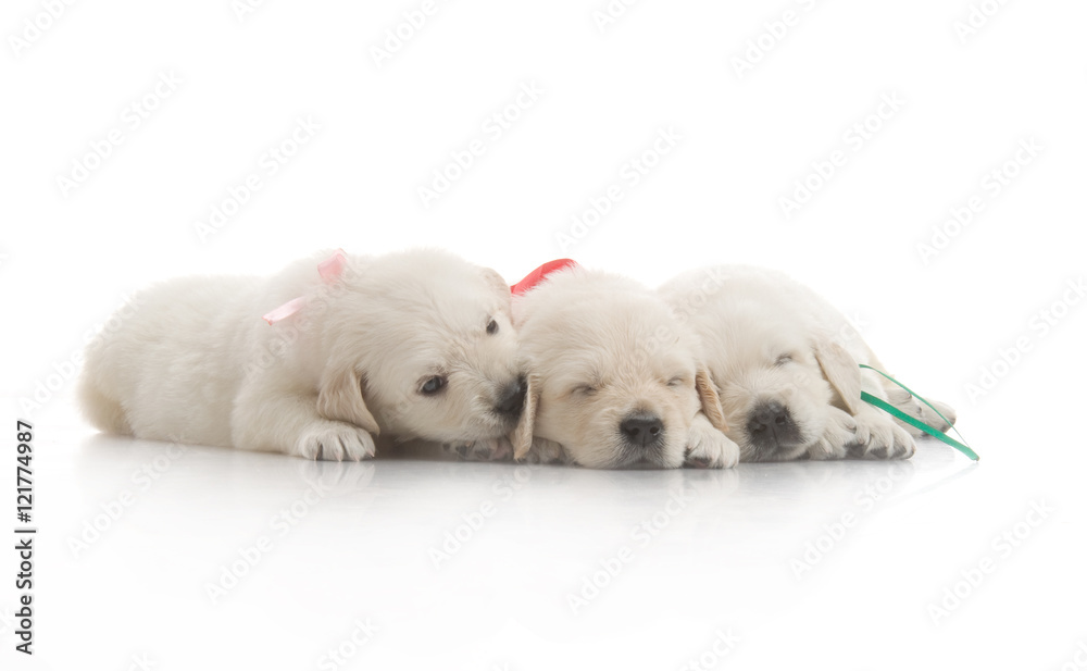 small cute golden retriever puppy,  on white background