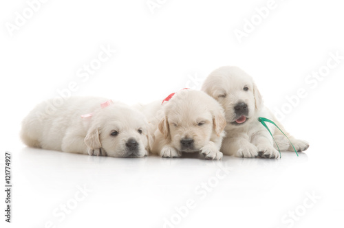 small cute golden retriever puppy,  on white background