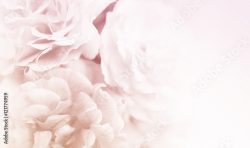 sweet roses in soft color style on mulberry paper texture for background