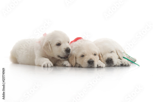 small cute golden retriever puppy   on white background