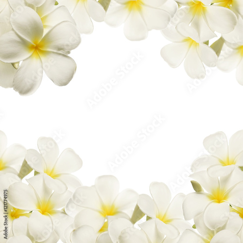 frangipani (plumeria), white flowers on white background     © number1411