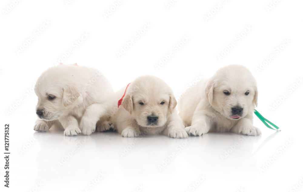 small cute golden retriever puppy, on white background small cute golden retriever puppy, on white background