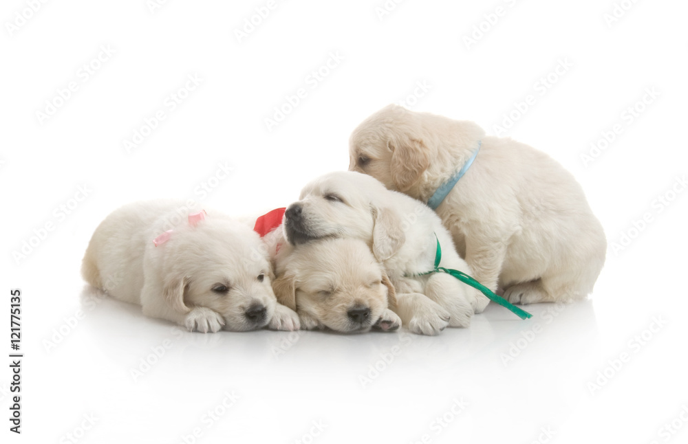 small cute golden retriever puppy, on white background small cute golden retriever puppy, on white background