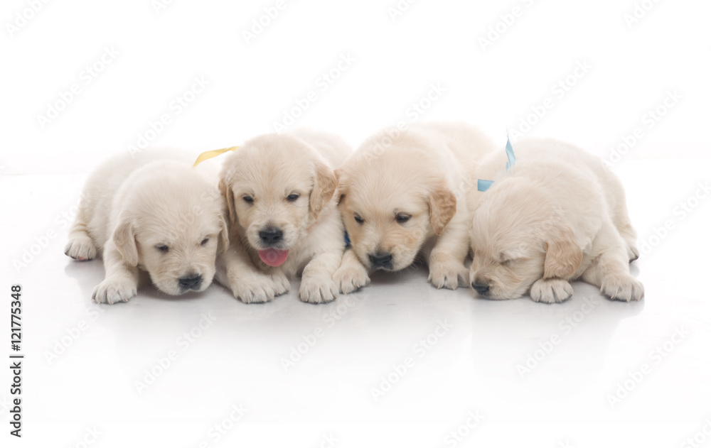 small cute golden retriever puppy, on white background small cute golden retriever puppy, on white background
