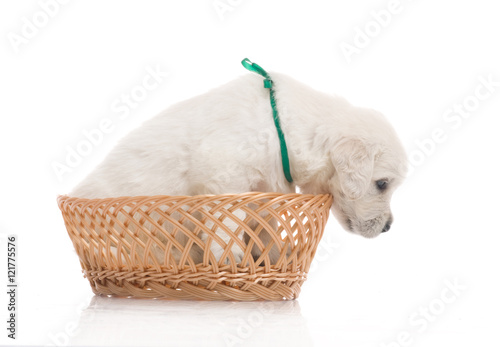 one onemonth golden retriaver witn broun basket . studio shot