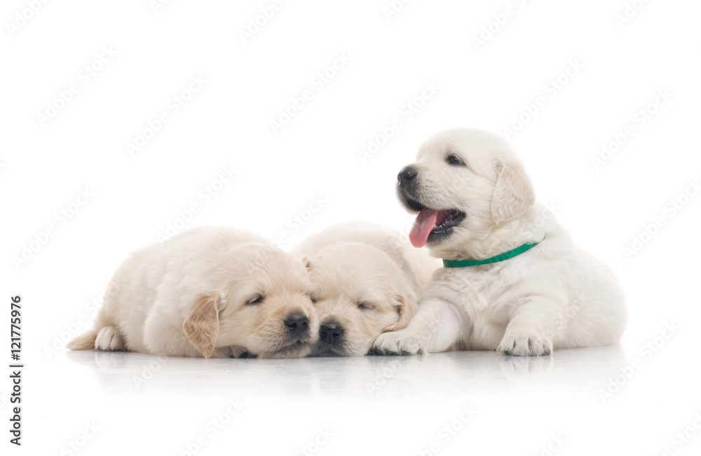 small cute golden retriever puppy, on white background small cute golden retriever puppy, on white background