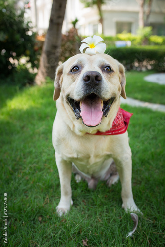 labrador retriever