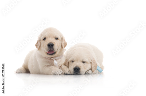 small cute golden retriever puppy, on white background