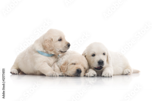 small cute golden retriever puppy, on white background