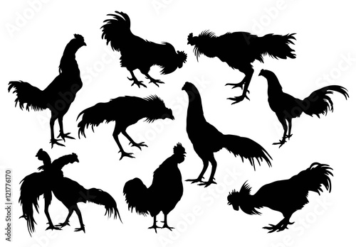 Silhouette of a variety of rooster, art vector design