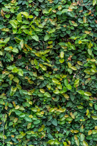 Leaves wall © cjansuebsri