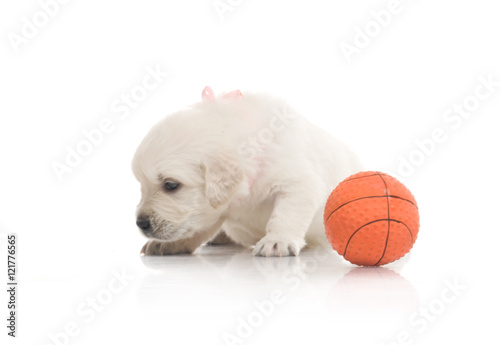 one onemonth golden retriaver play with small orange basketball ball . studio shot photo