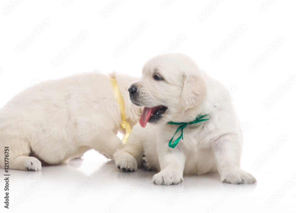 small cute golden retriever puppy, on white background small cute golden retriever puppy, on white background