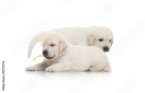 small cute golden retriever puppy,  on white background