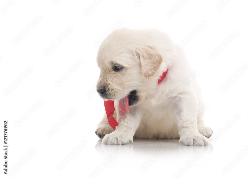 one onemonth golden retriaver . studio shot one onemonth golden retriaver . studio shot