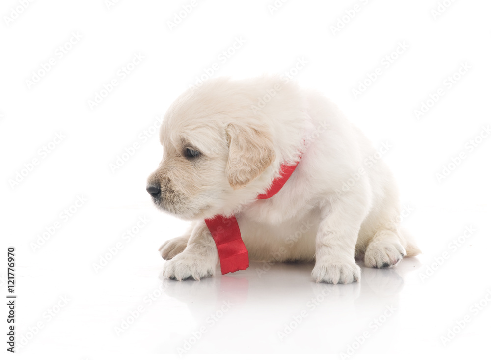 Obraz premium one onemonth golden retriaver . studio shot