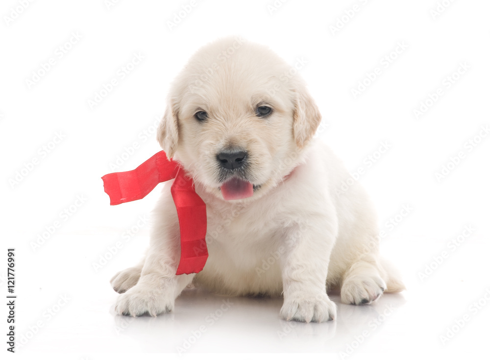 small cute golden retriever puppy, on white background small cute golden retriever puppy, on white background