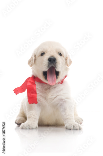 one onemonth golden retriaver . studio shot photo