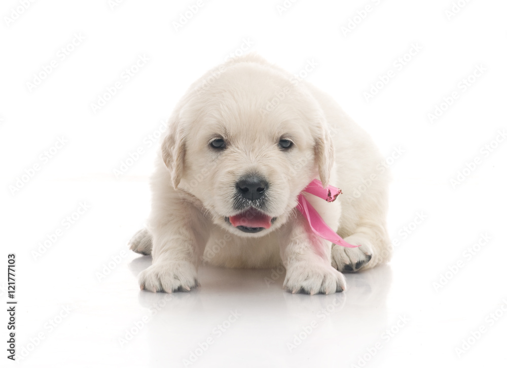 small cute golden retriever puppy, on white background small cute golden retriever puppy, on white background