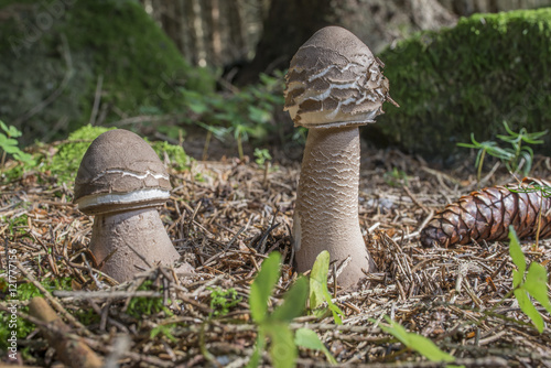 Macrolepiota procera, Parasol Mushroom photo