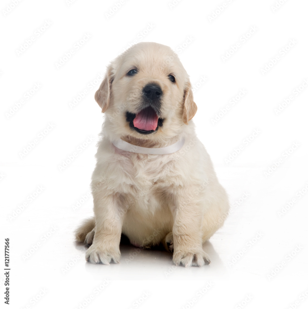 one month cute small golden retriever puppy at studio shot