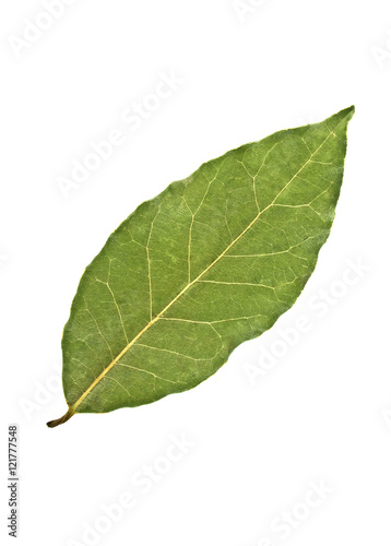 Aromatic dry bay leaf isolated on a white background