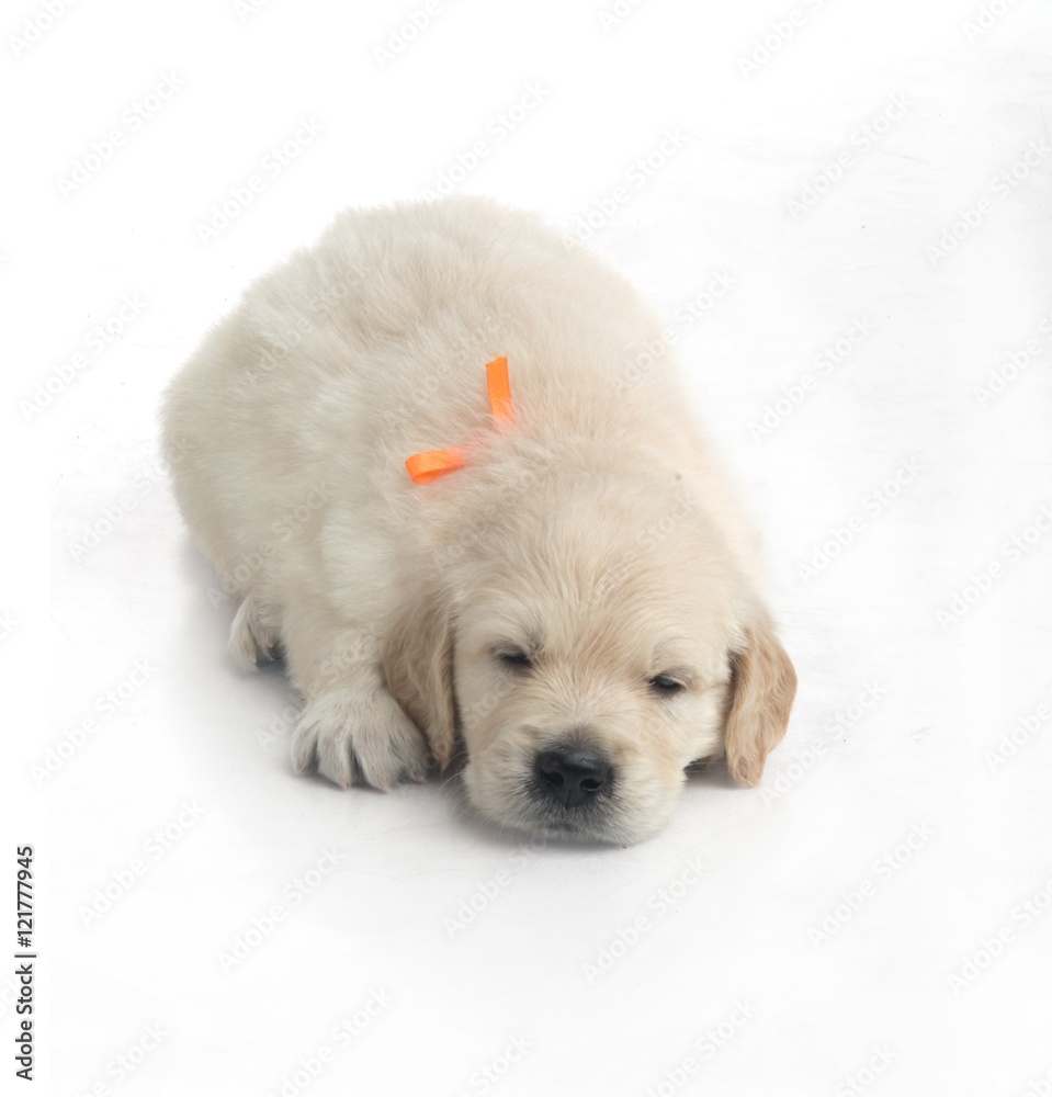 one month cute small golden retriever puppy at studio shot