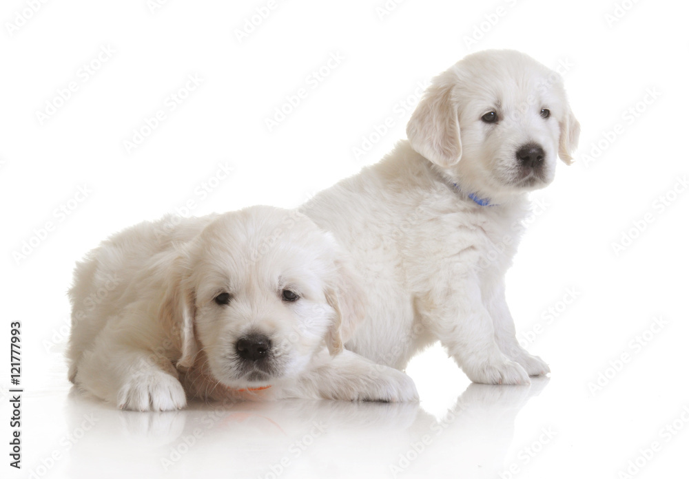 one month cute small golden retriever puppy at studio shot one month cute small golden retriever puppy at studio shot