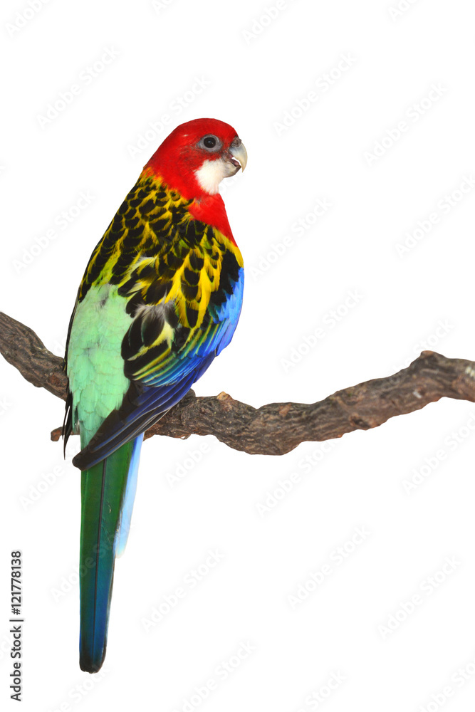 Eastern Rosella Parrot bird Eastern Rosella Parrot bird
