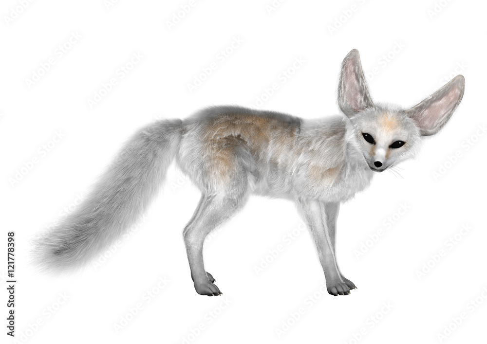 Obraz premium 3D Rendering Fennec Fox on White