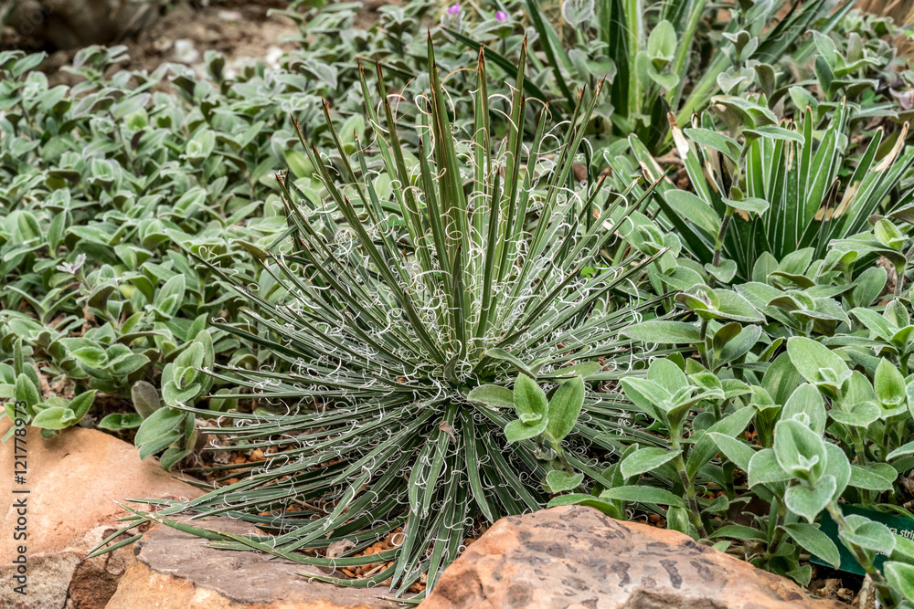 Fototapeta premium Agave