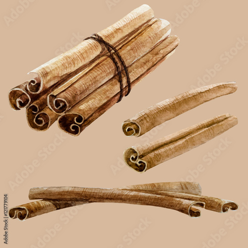 Watercolor hand drawn cinnamon