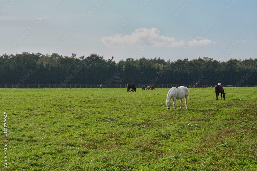 Fototapeta premium 牧場の馬