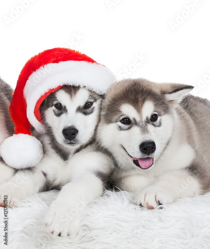 Animals. Two puppy Husky white isolated  Christmas hat