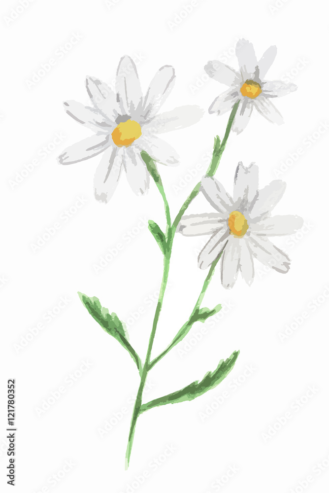 Isolated watercolor camomile on white background. Beautiful and gentle flower. Romantic decoration. Isolated watercolor camomile on white background. Beautiful and gentle flower. Romantic decoration.