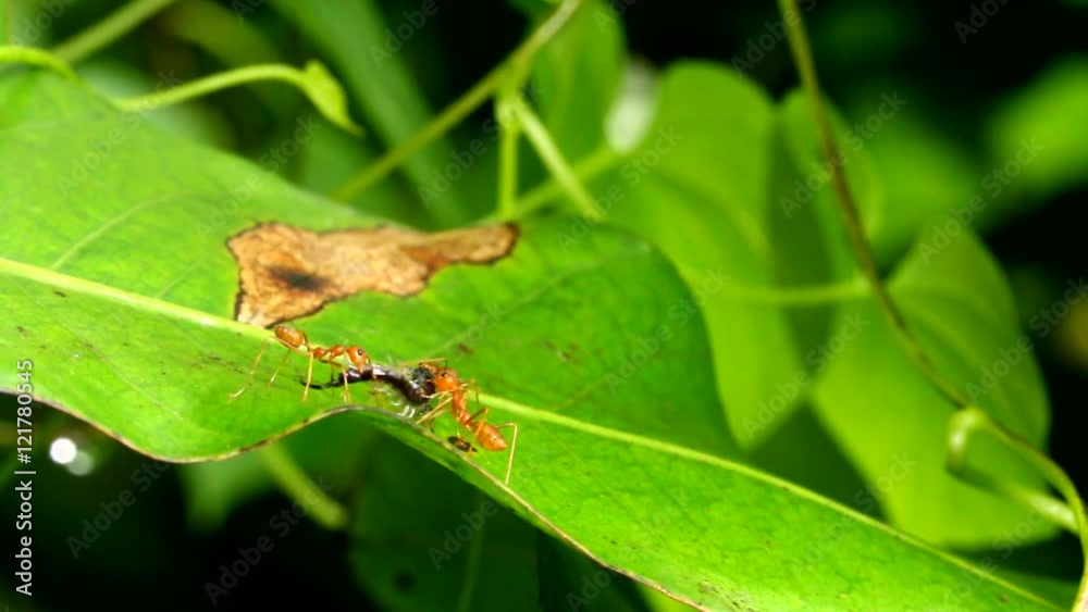 ants bite little centipede and carrying ants bite little centipede and carrying