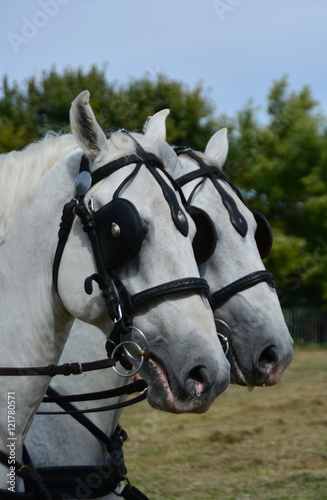 Two white head horses