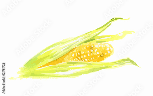 Isolated watercolor corn on white background. Sweet and healthy vegetable. Organic and vegetarian nutrition.
