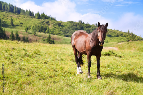 Horse grazing in a pasture
