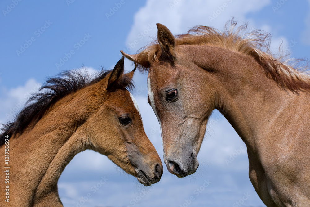 Arabian horse foals