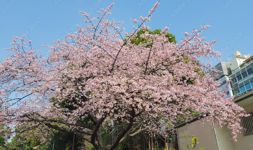 Pink white sakura cherry blossom and blue sky Pink white sakura cherry blossom and blue sky