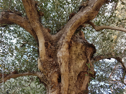 Oliven; Olivenbaum; Olea europaea