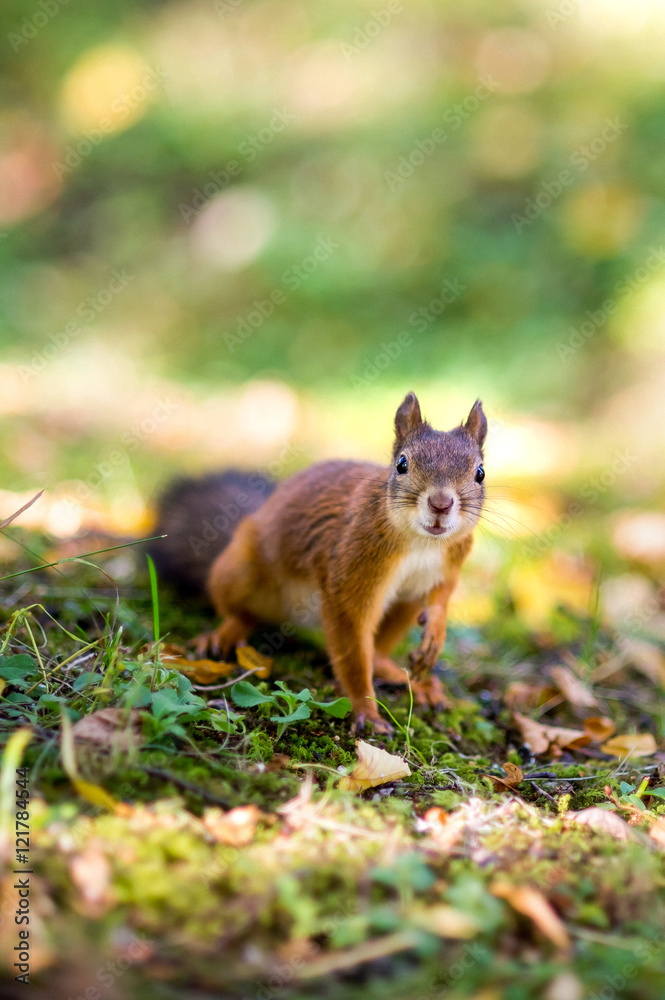 curious squirrel sitting on the autumn grass and looking into the camera curious squirrel sitting on the autumn grass and looking into the camera