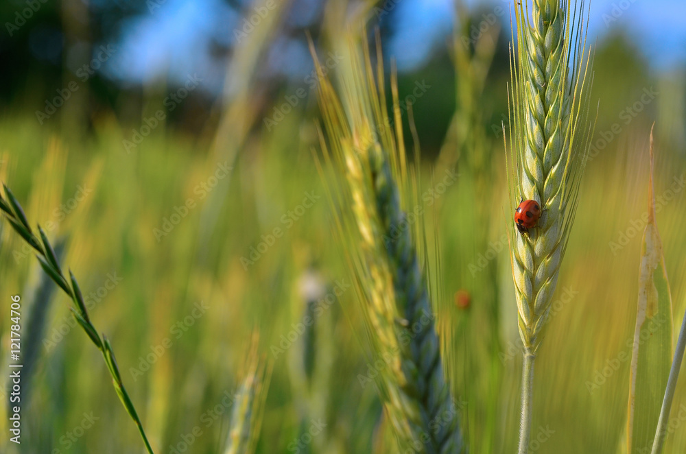 Obraz premium Ladybird on a rye spike