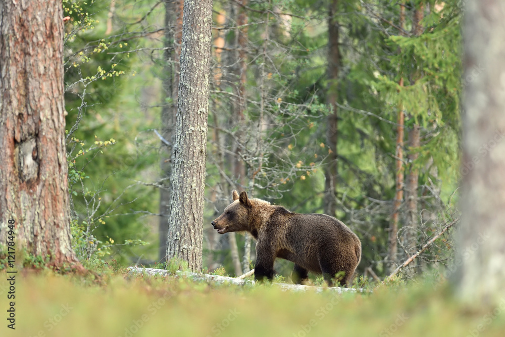 Obraz premium brown bear in forest between trees