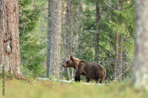 brown bear in forest between trees