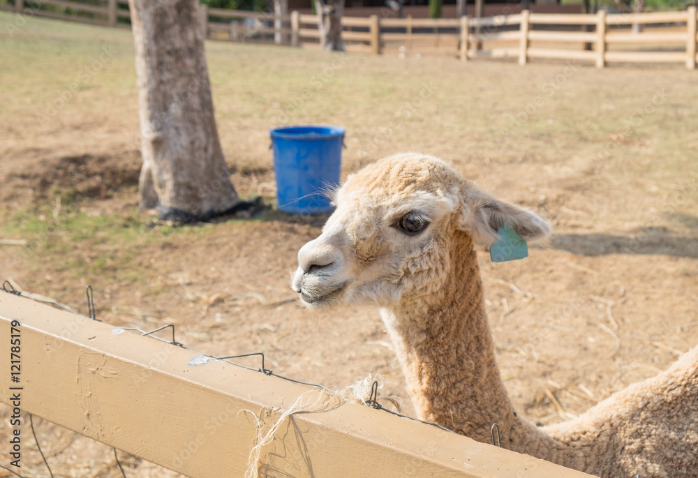 Obraz premium Alpaca wool brown standing in farm
