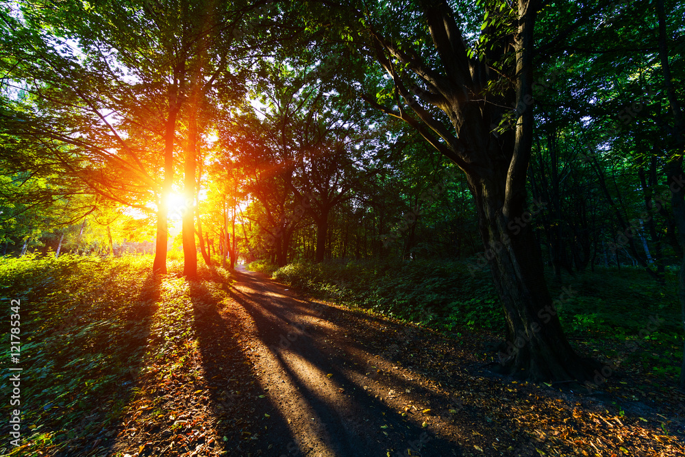 Obraz premium beautiful green forest