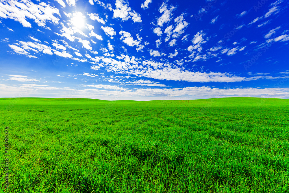 Fototapeta premium Green Field and Beautiful Sunset