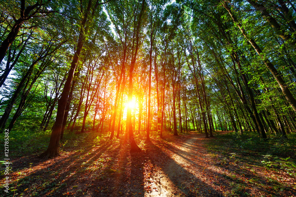 Fototapeta premium beautiful green forest